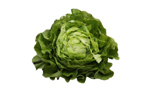Kopfsalat Grün | Demeter Italien Hk.2