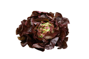 Kopfsalat Rot | Demeter Italien Hk2