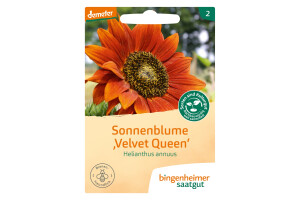 Sonnenblume Velvet Queen